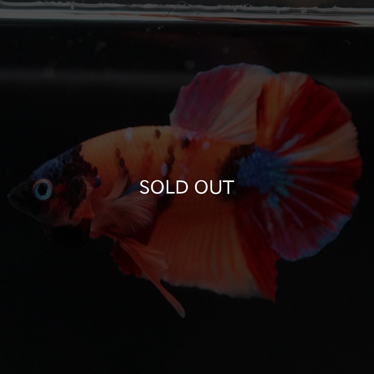 画像5: HMPK キャンディ (5)