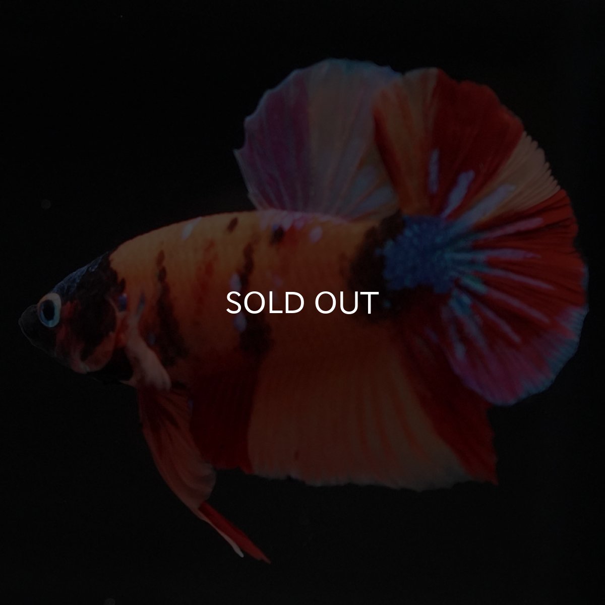 画像4: HMPK キャンディ (4)