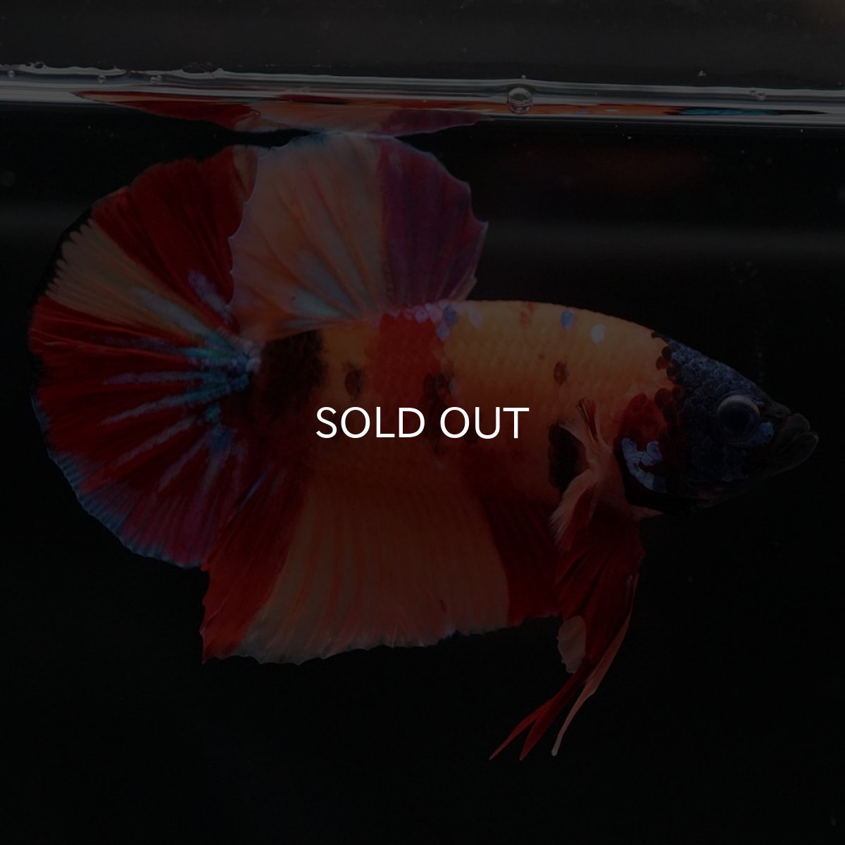 画像3: HMPK キャンディ (3)