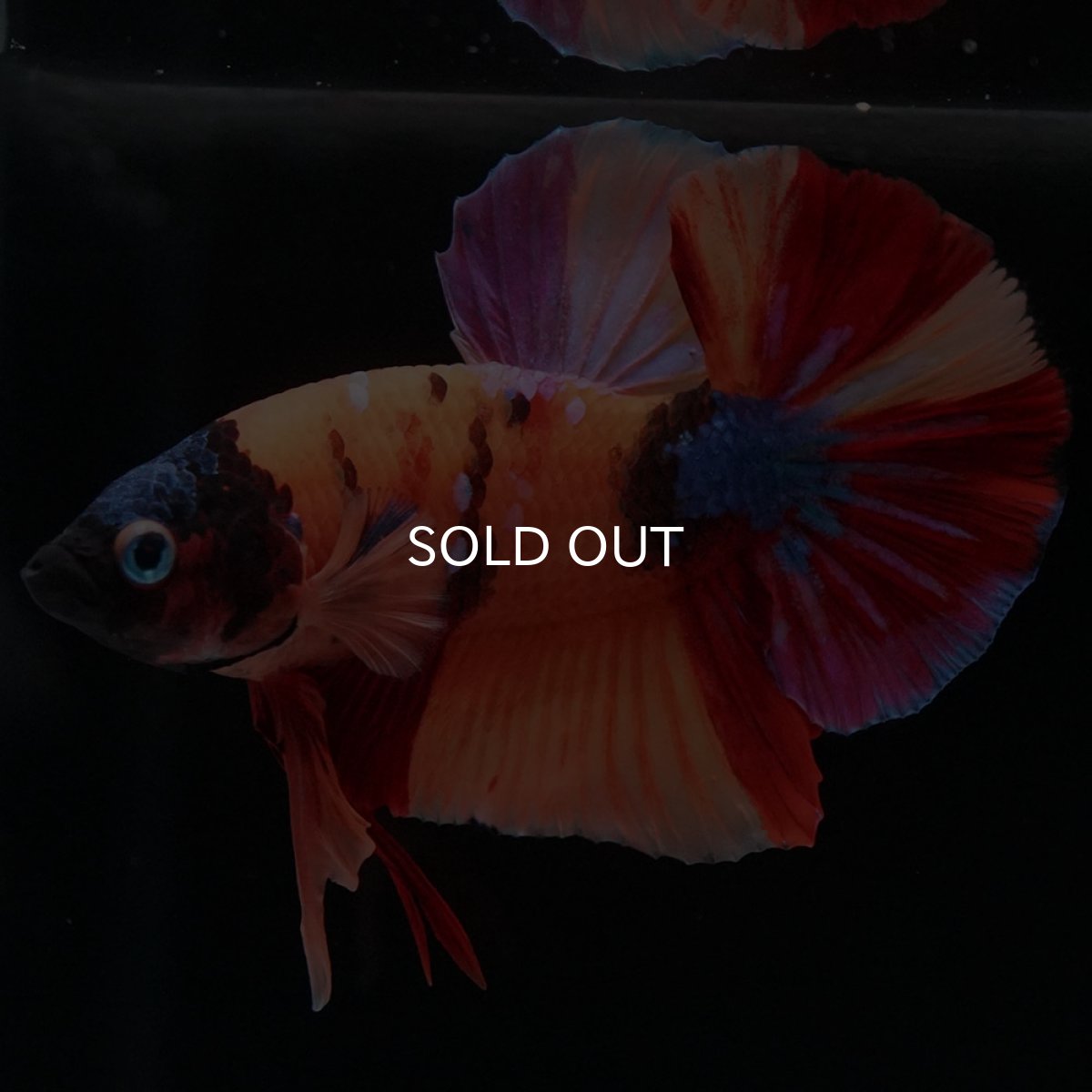 画像2: HMPK キャンディ (2)