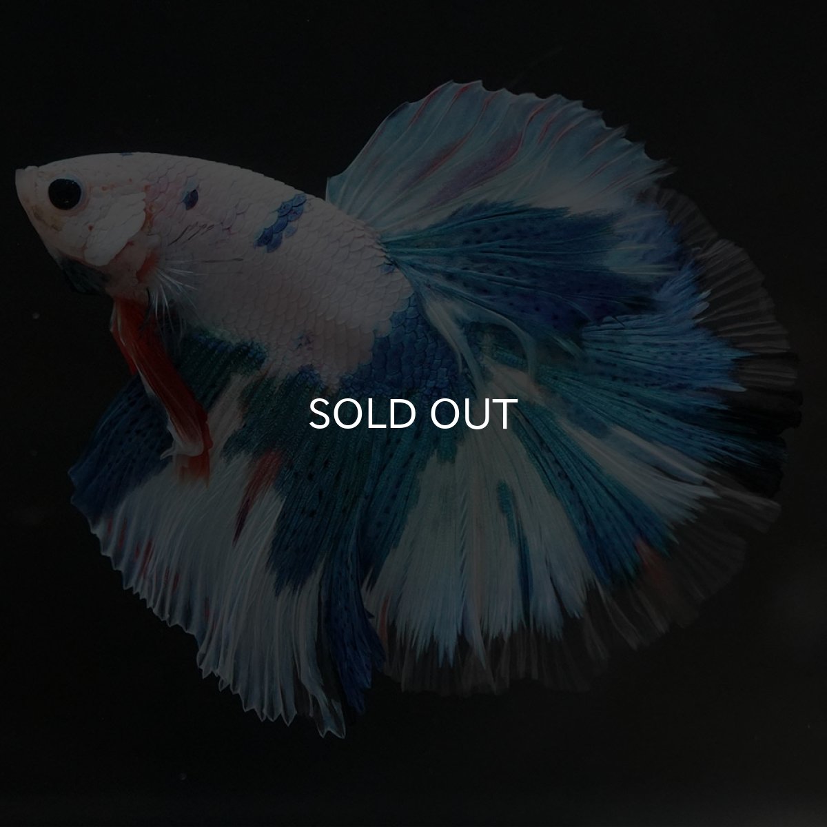 画像6: HM ホワイトブルーファンシー (6)