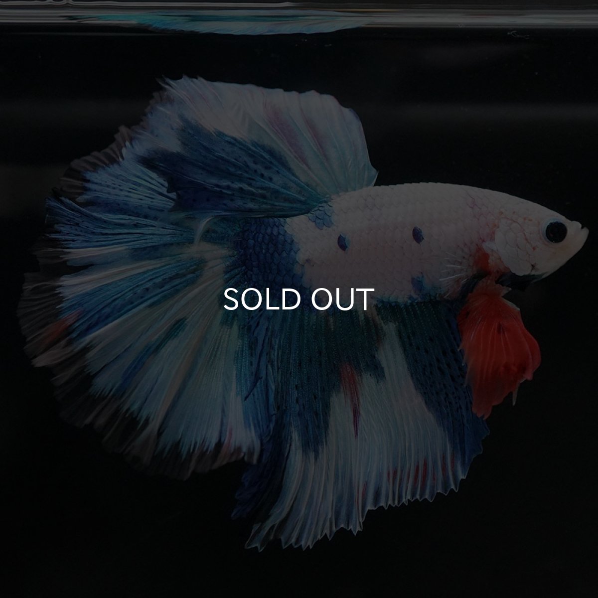 画像7: HM ホワイトブルーファンシー (7)