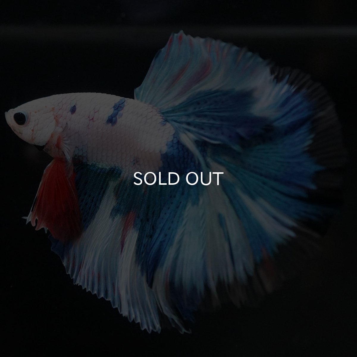 画像4: HM ホワイトブルーファンシー (4)