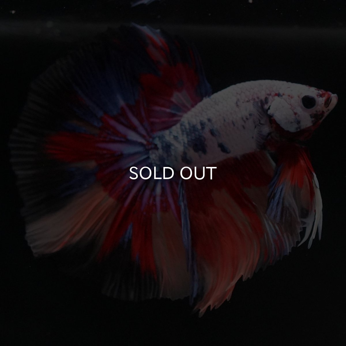 画像3: HM　キャンディレインボー (3)