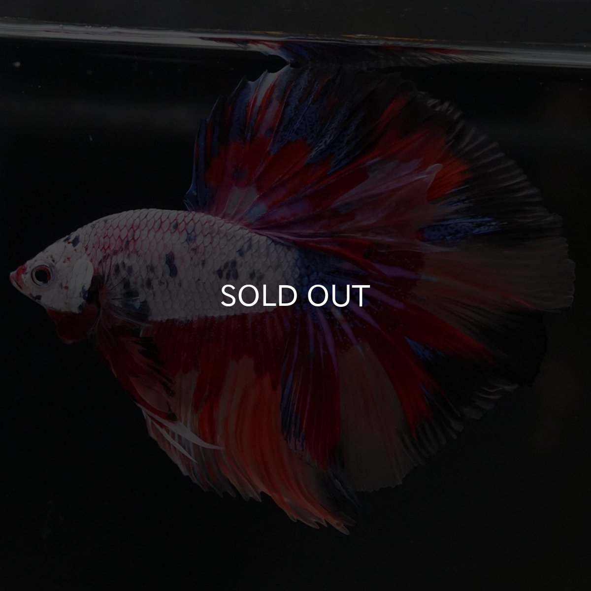 画像2: HM　キャンディレインボー (2)