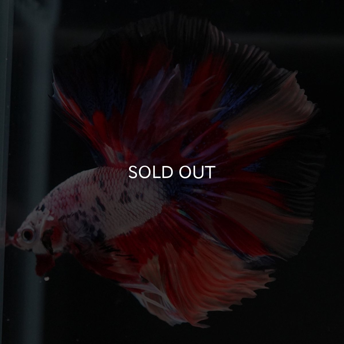 画像4: HM　キャンディレインボー (4)