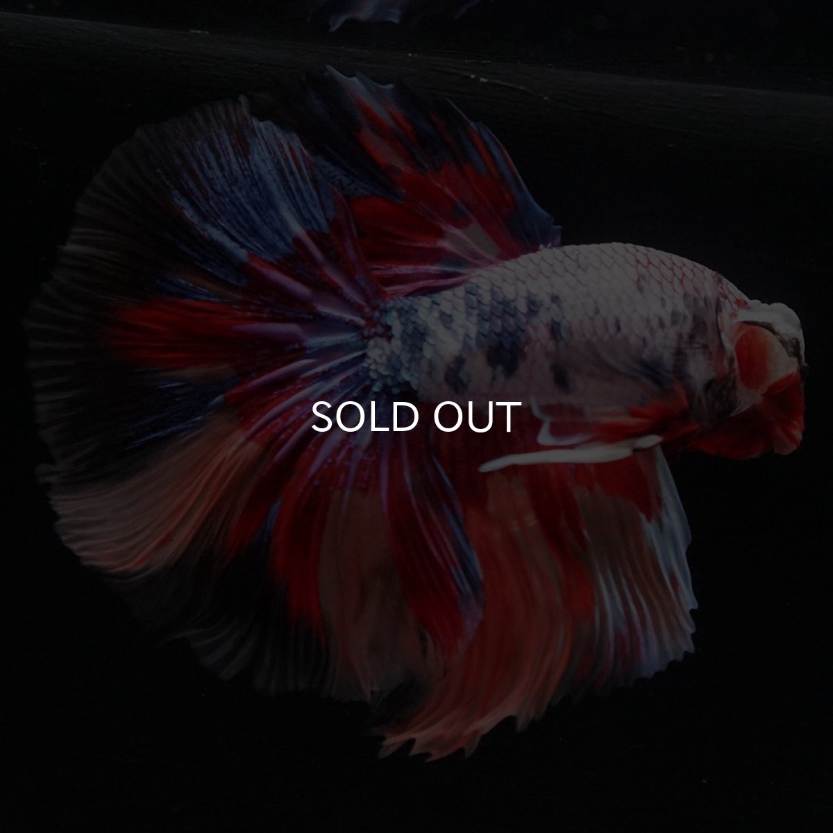 画像5: HM　キャンディレインボー (5)