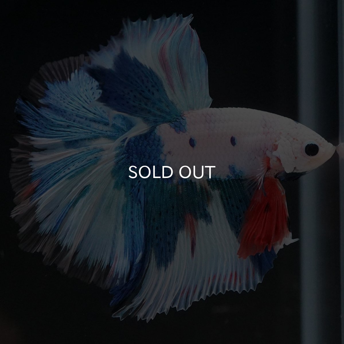 画像5: HM ホワイトブルーファンシー (5)