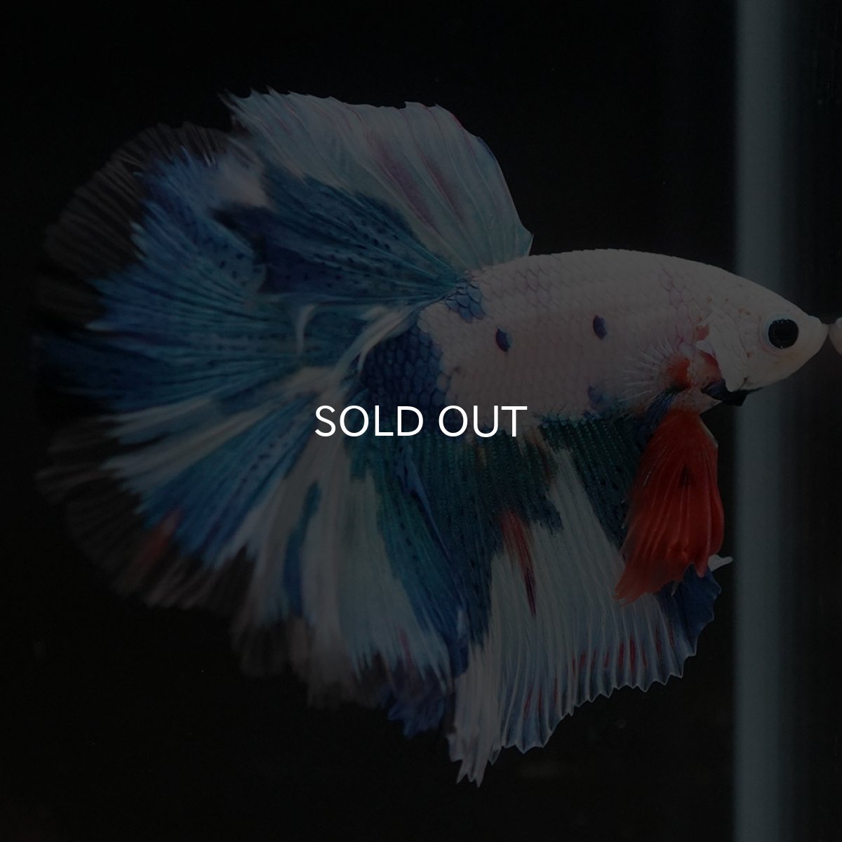 画像3: HM ホワイトブルーファンシー (3)