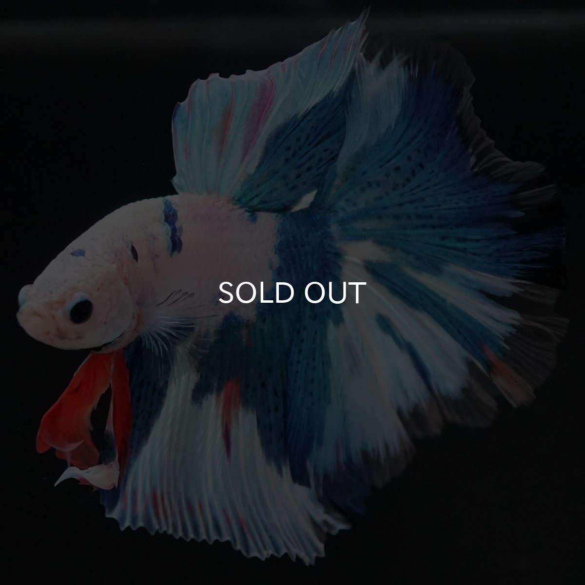 画像2: HM ホワイトブルーファンシー (2)