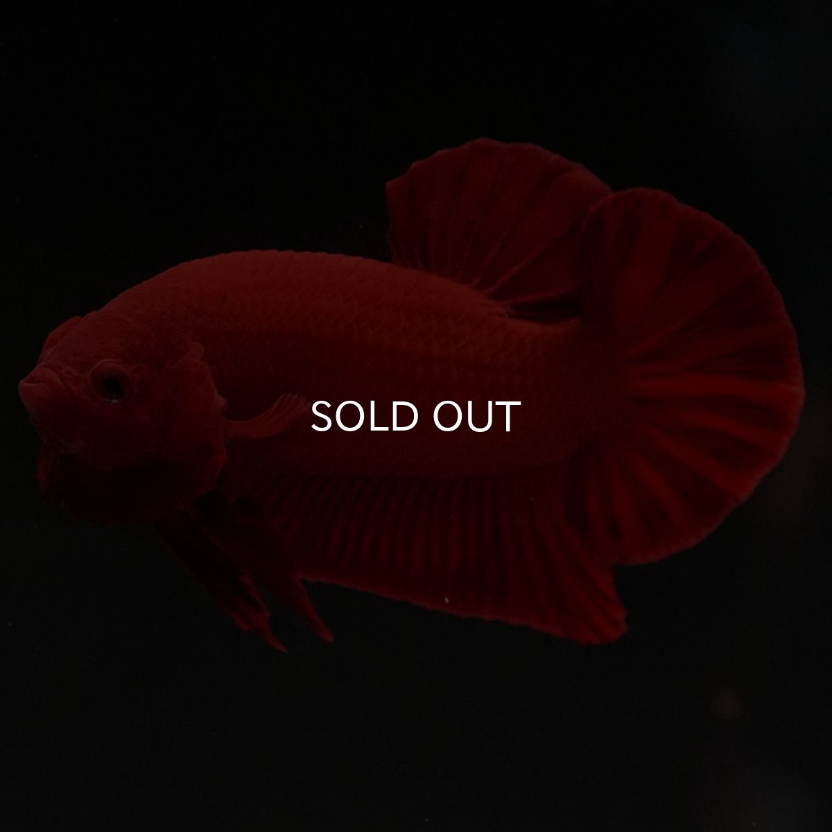 画像11: HMPK　ソリッドレッド (11)