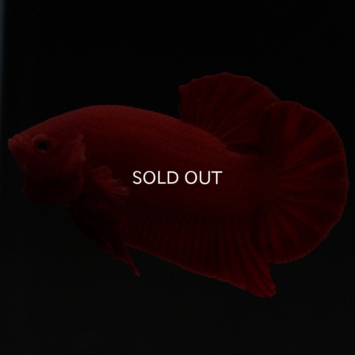 画像9: HMPK　ソリッドレッド (9)