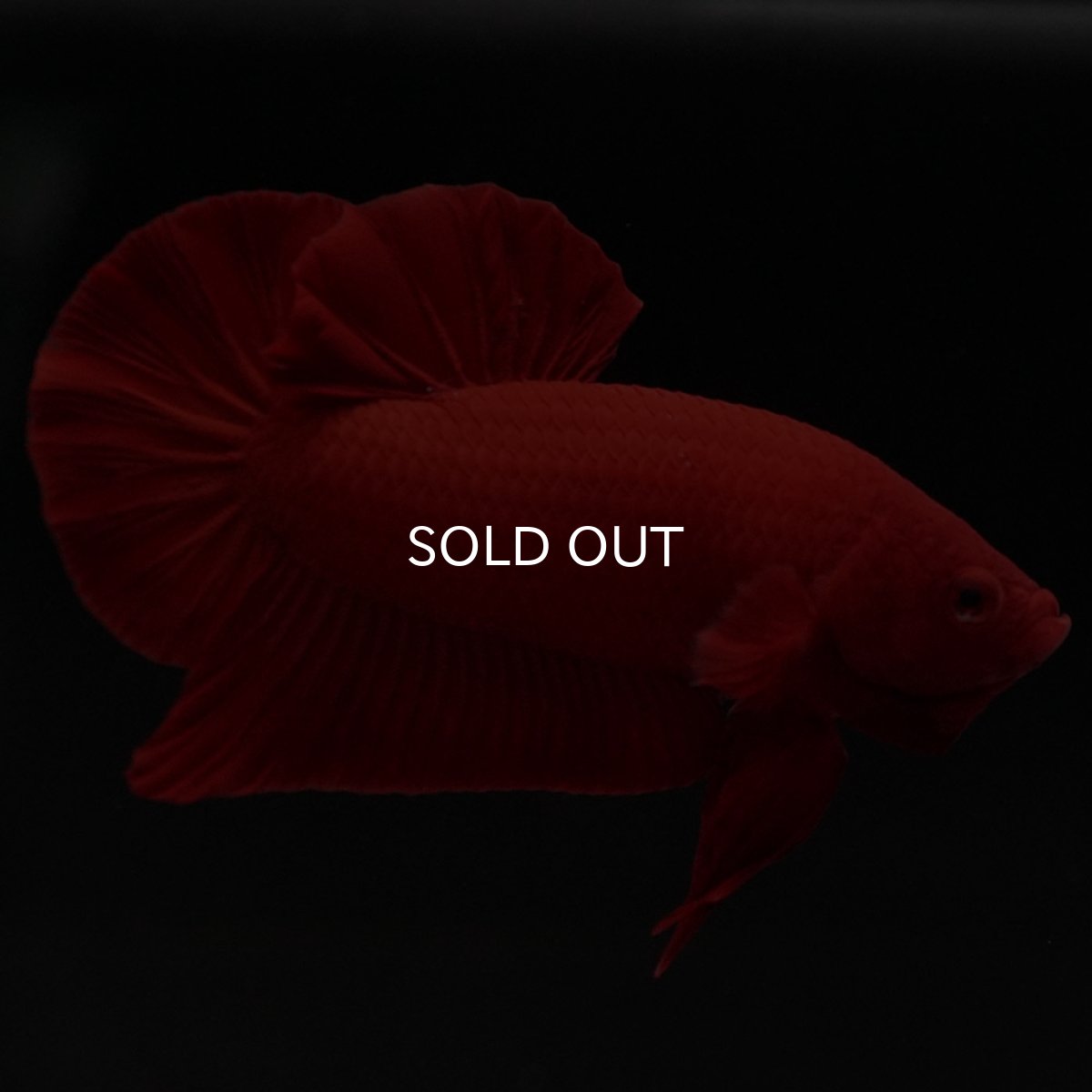 画像10: HMPK　ソリッドレッド (10)