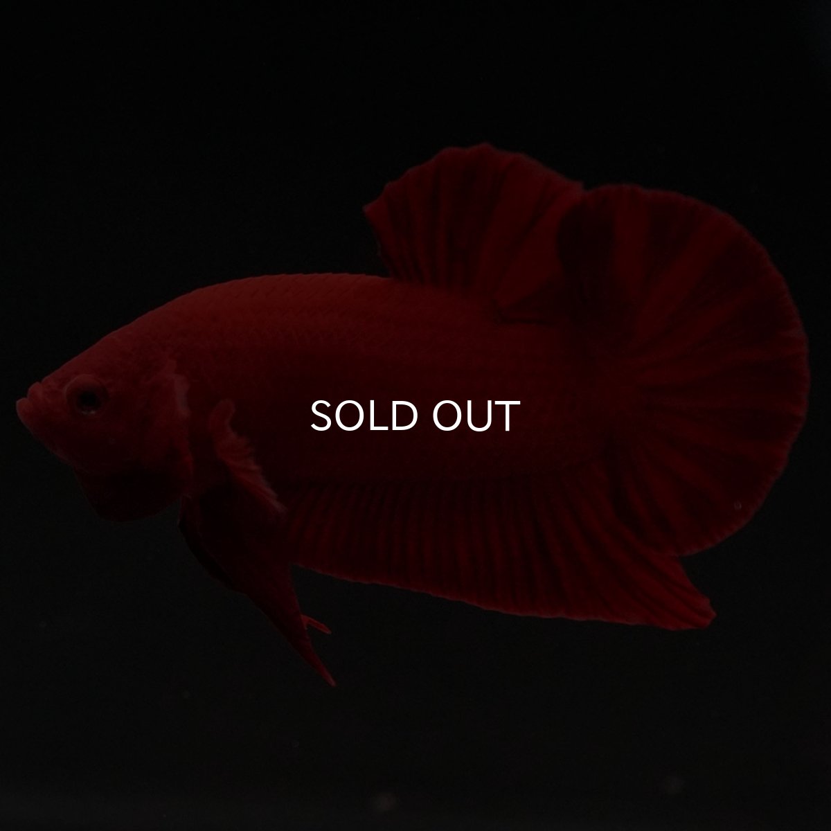 画像7: HMPK　ソリッドレッド (7)