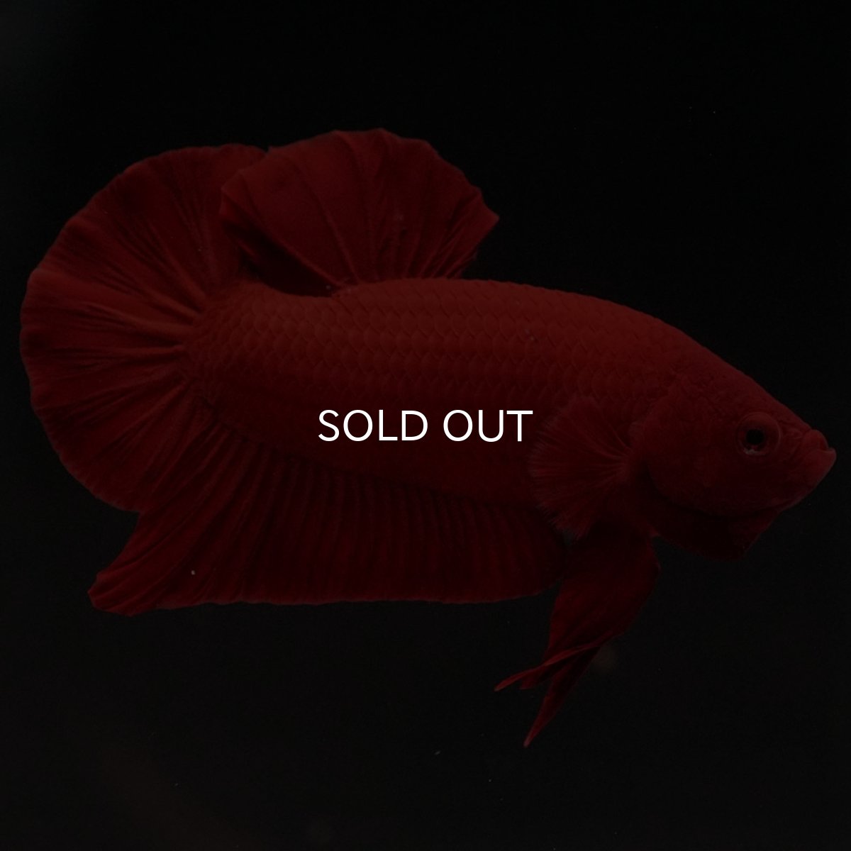 画像8: HMPK　ソリッドレッド (8)