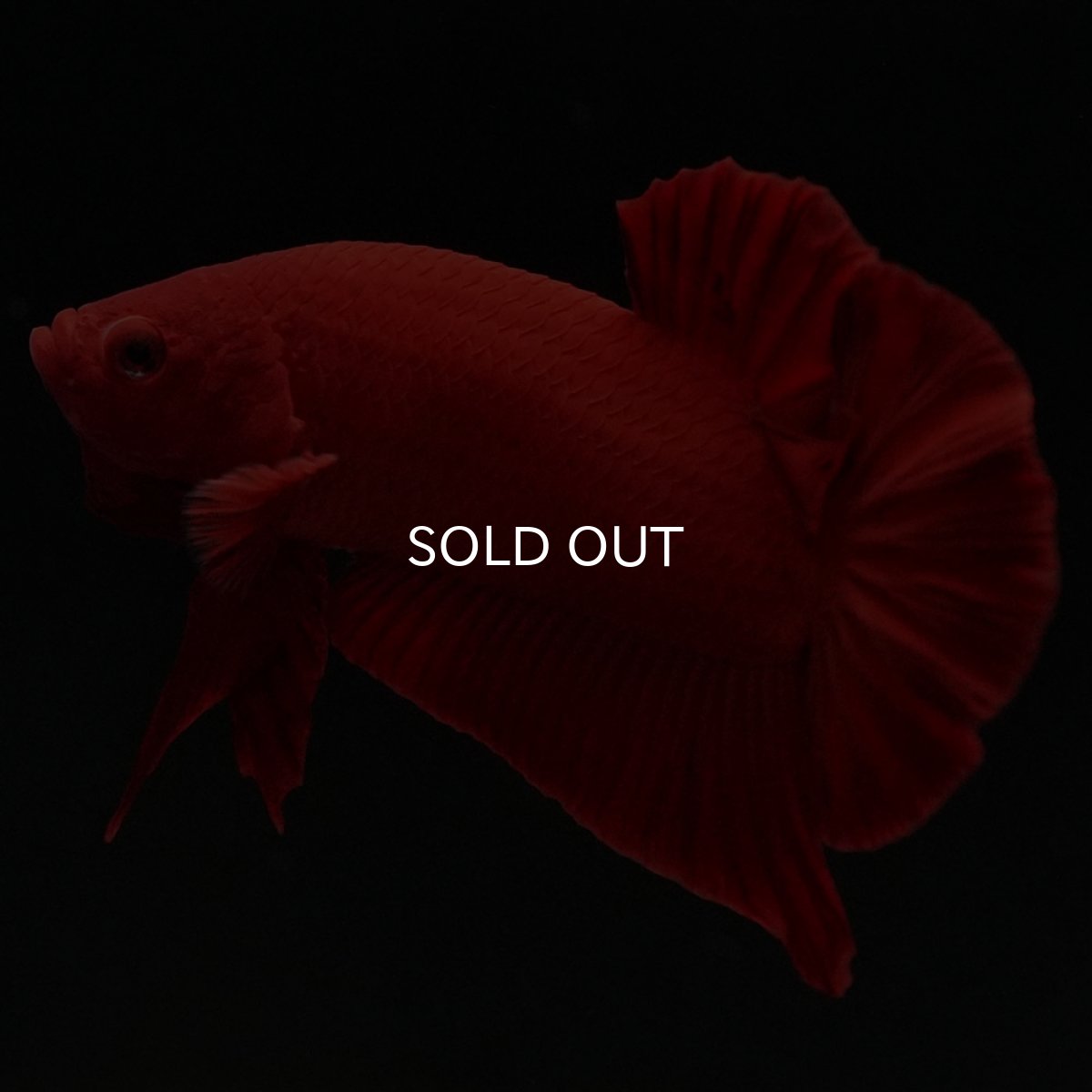 画像5: HMPK　ソリッドレッド (5)