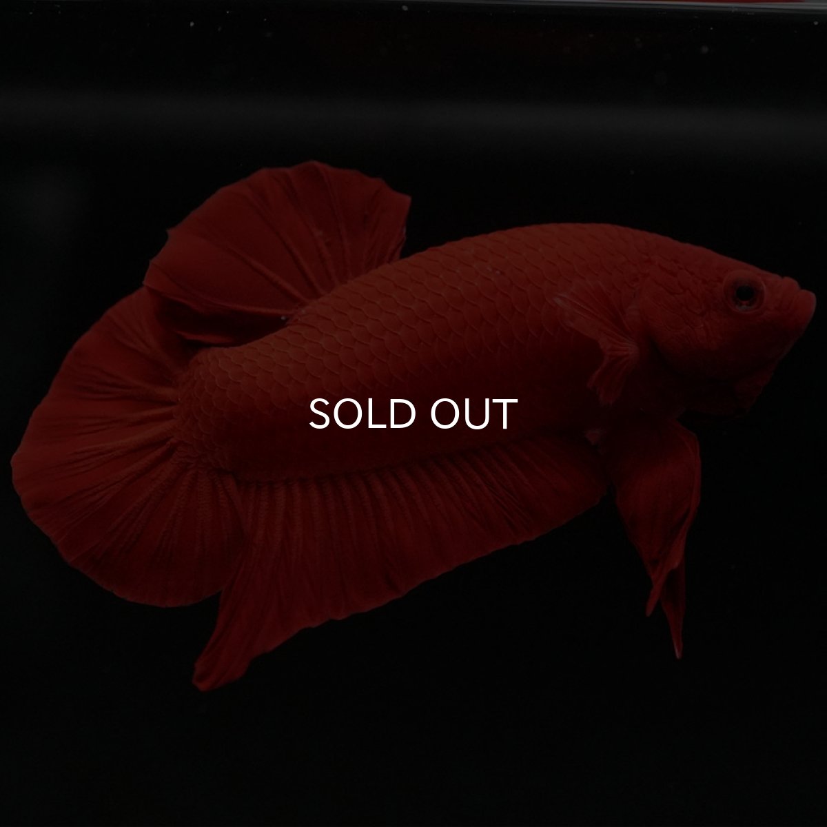 画像6: HMPK　ソリッドレッド (6)