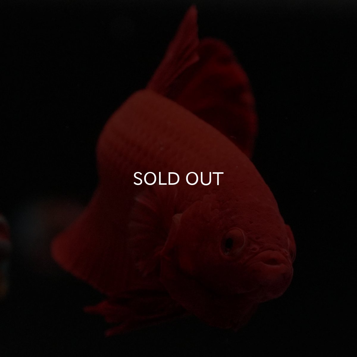 画像3: HMPK　ソリッドレッド (3)