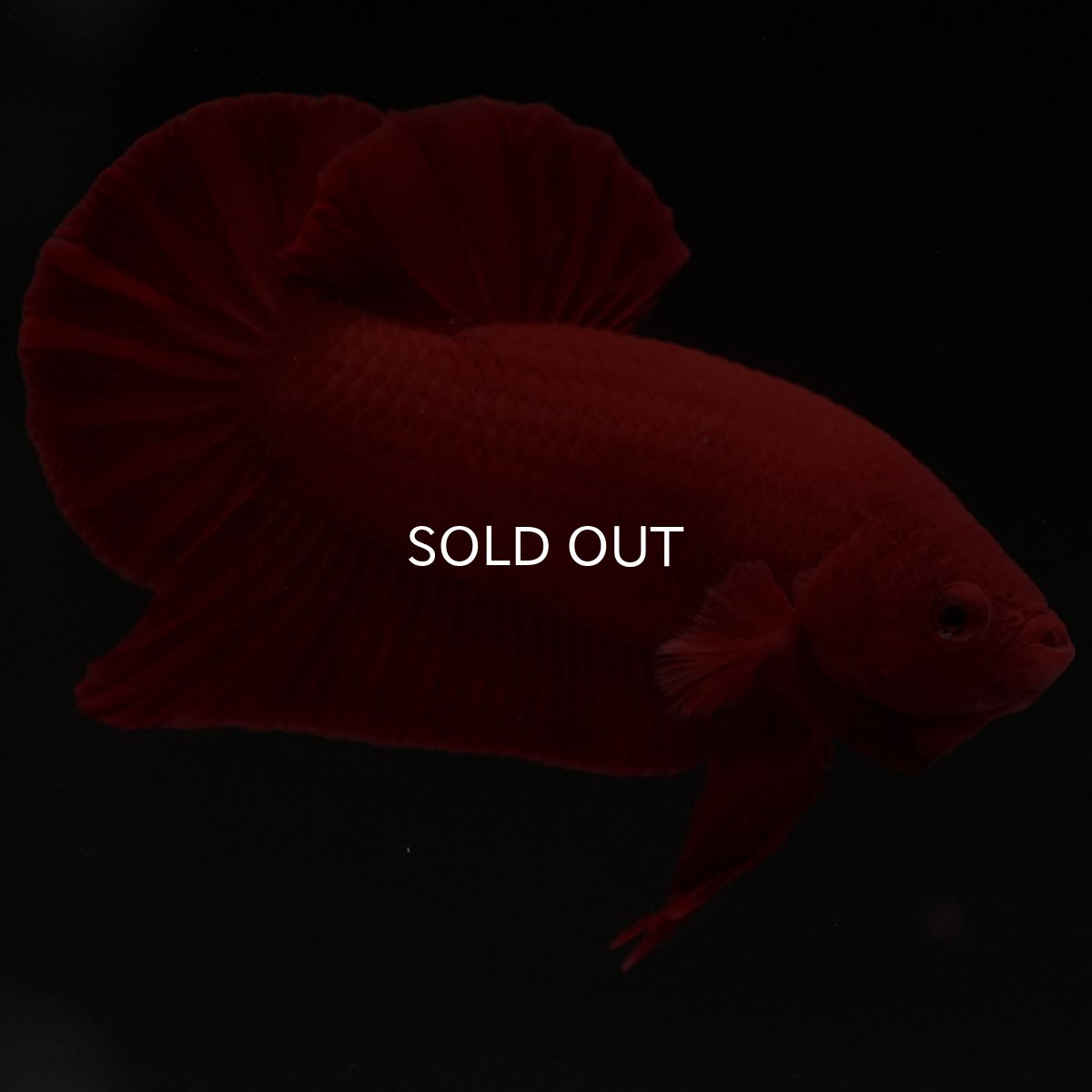 画像4: HMPK　ソリッドレッド (4)