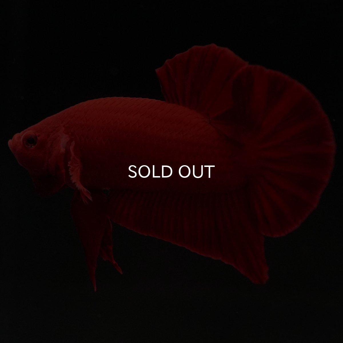 画像2: HMPK　ソリッドレッド (2)