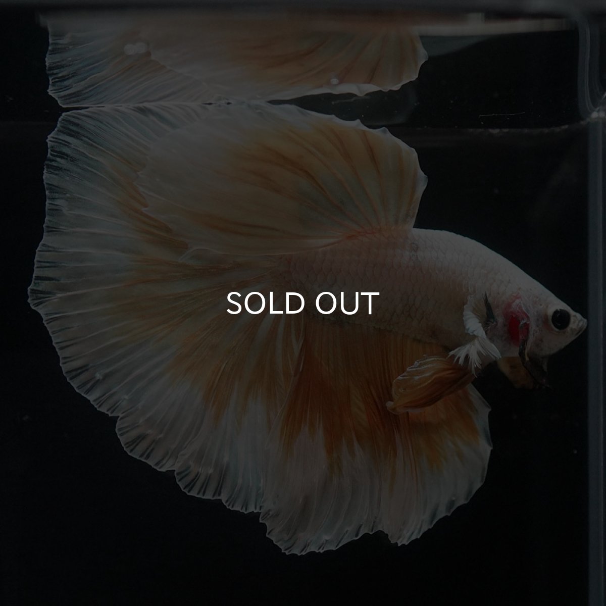 画像6: HM　イエローファンシー (6)