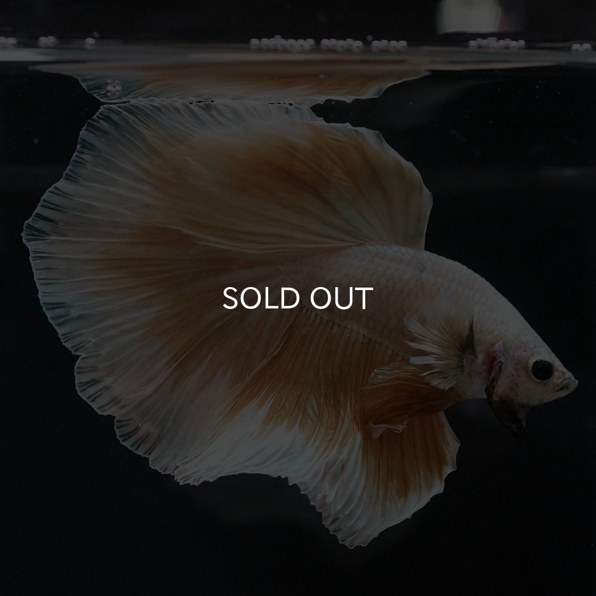 画像4: HM　イエローファンシー (4)