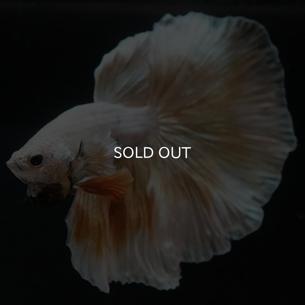 画像3: HM　イエローファンシー (3)