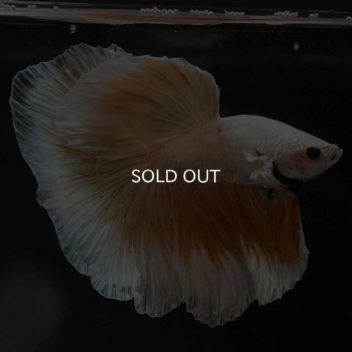 画像2: HM　イエローファンシー (2)