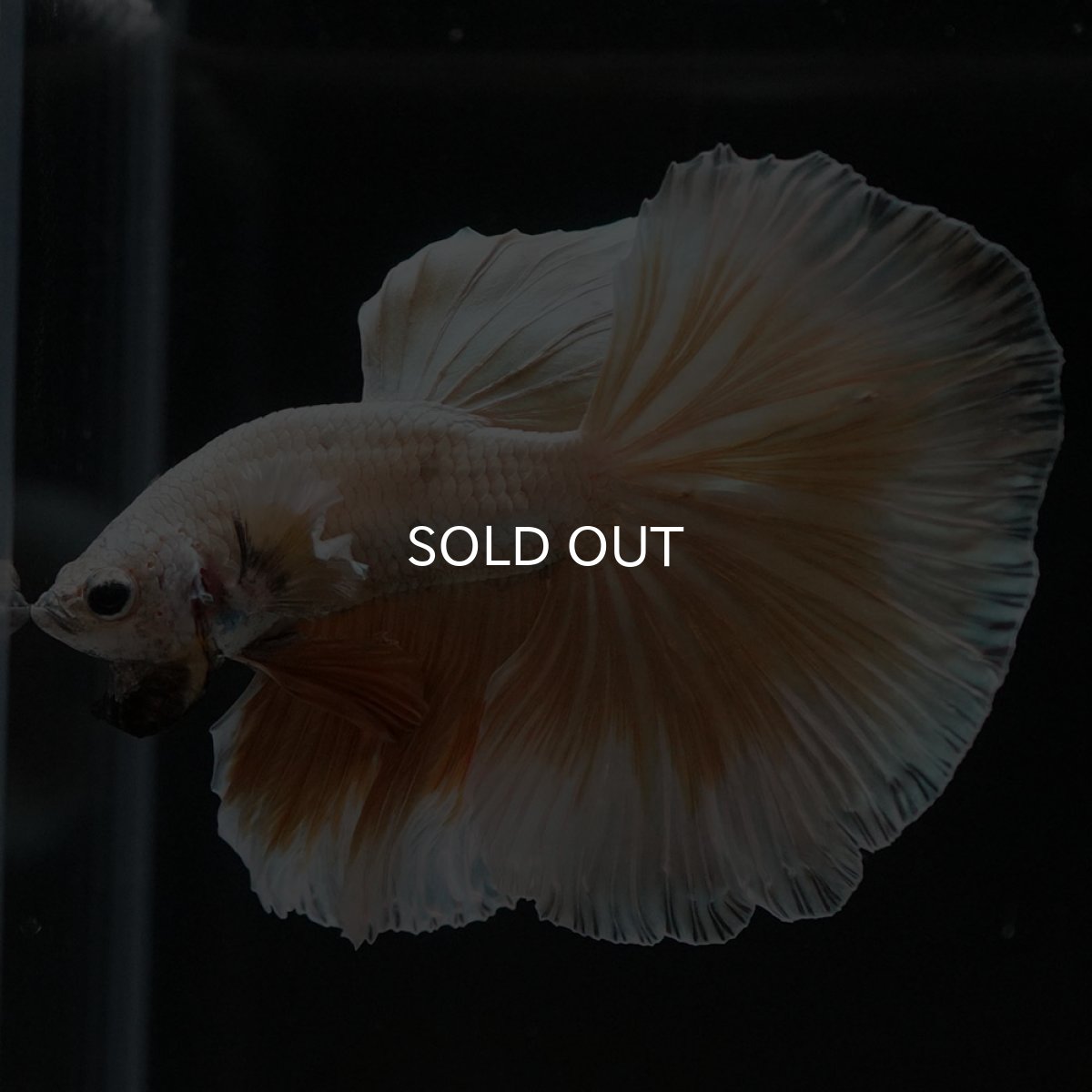 画像7: HM　イエローファンシー (7)