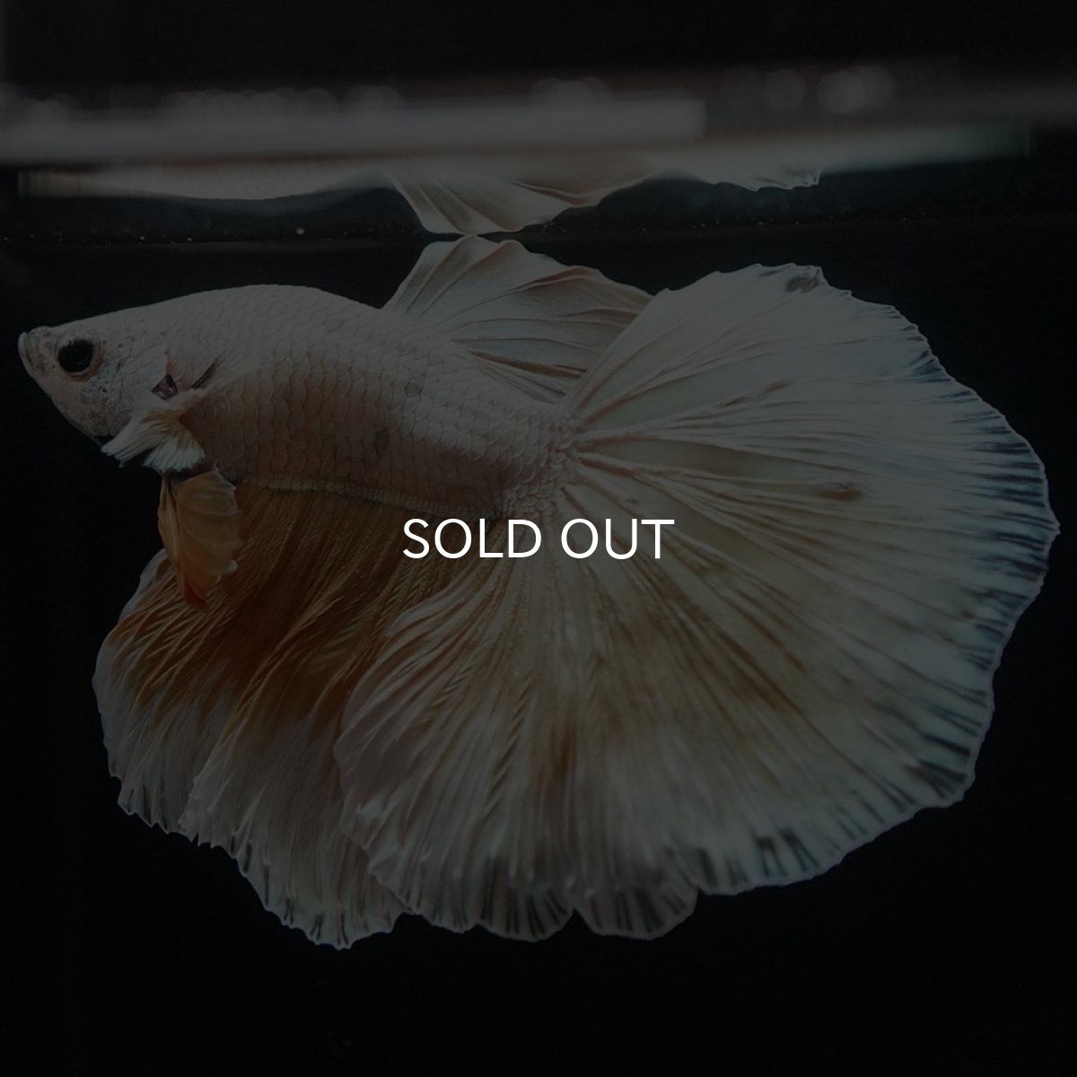 画像5: HM　イエローファンシー (5)