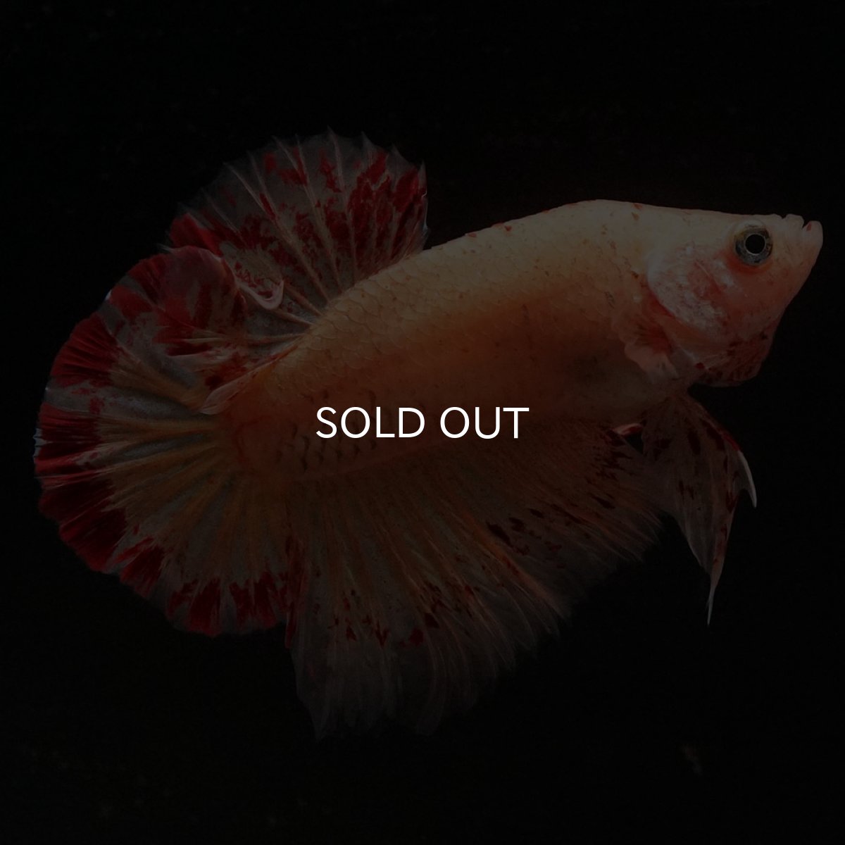 画像8: HMPK　イエローヴァンダ (8)