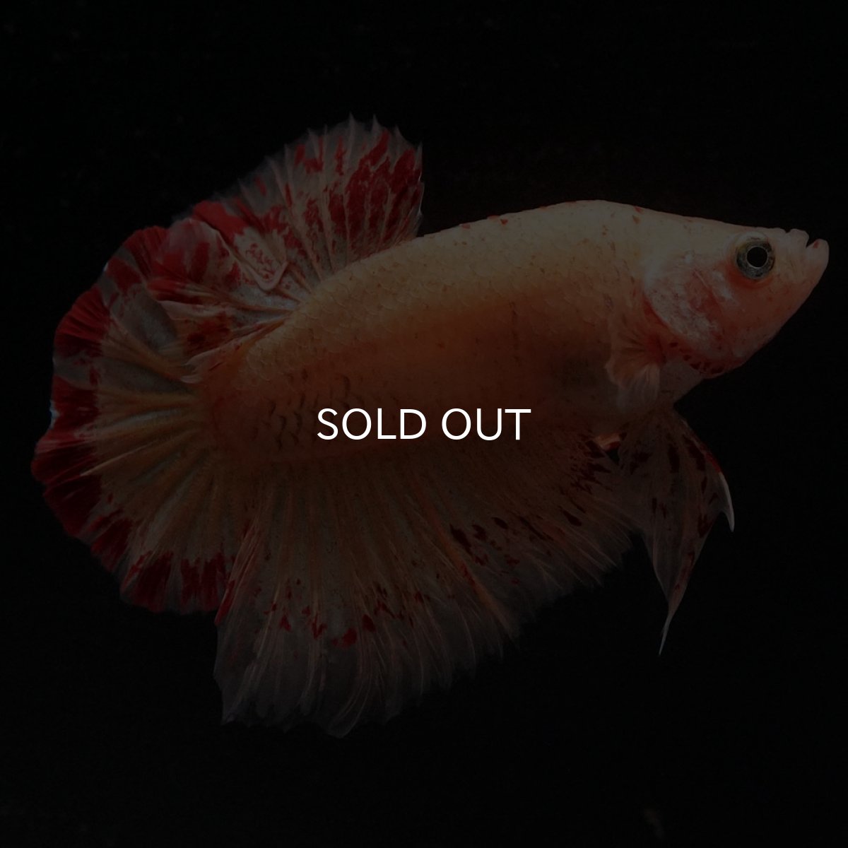 画像7: HMPK　イエローヴァンダ (7)