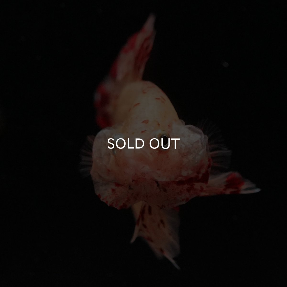 画像3: HMPK　イエローヴァンダ (3)