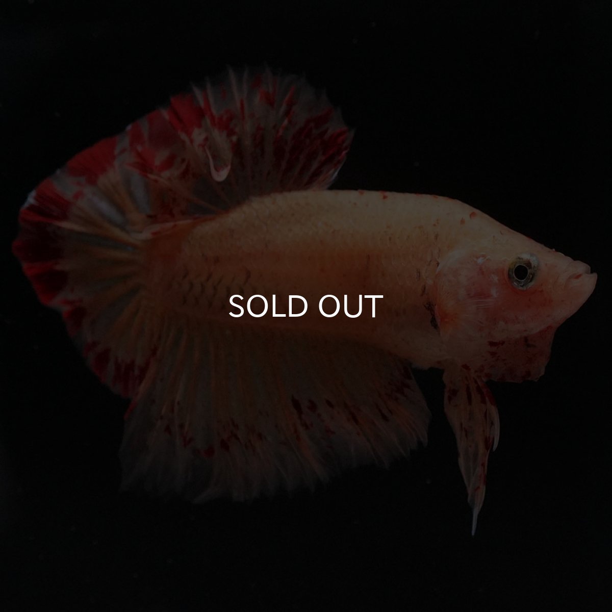 画像5: HMPK　イエローヴァンダ (5)