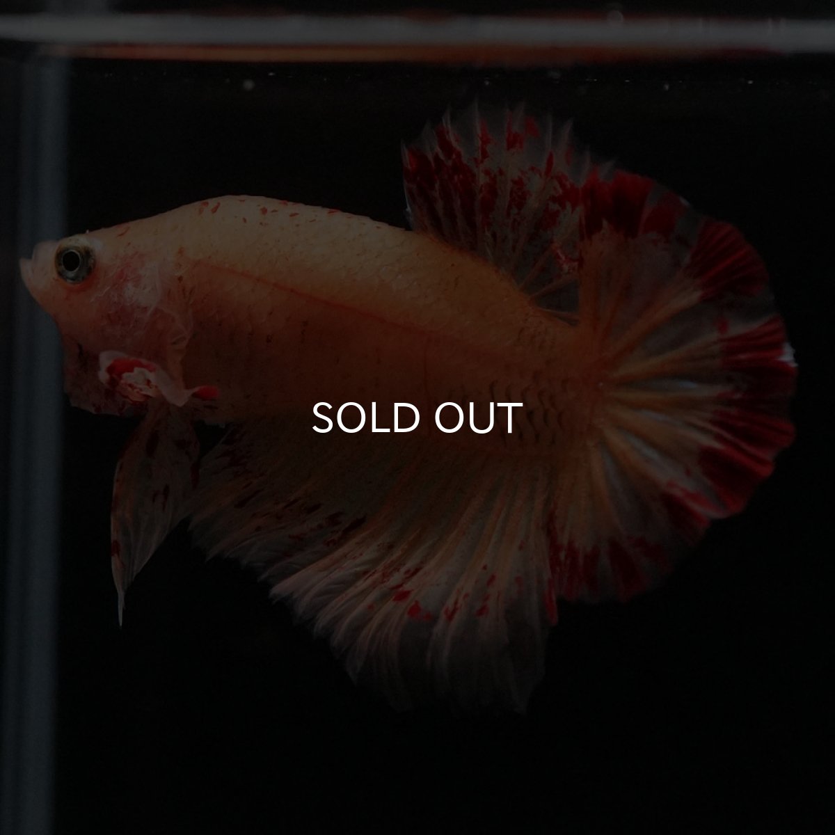 画像6: HMPK　イエローヴァンダ (6)