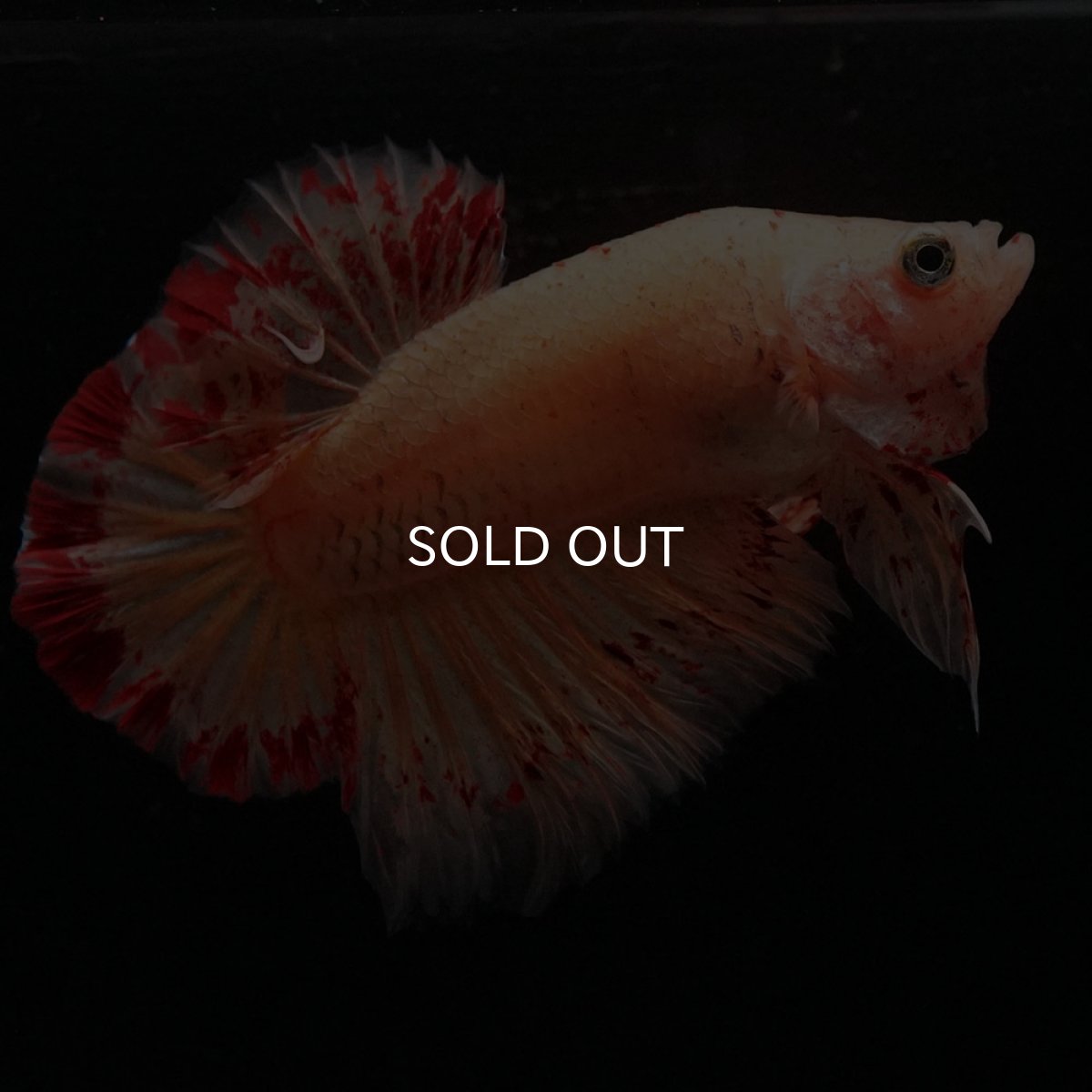 画像2: HMPK　イエローヴァンダ (2)