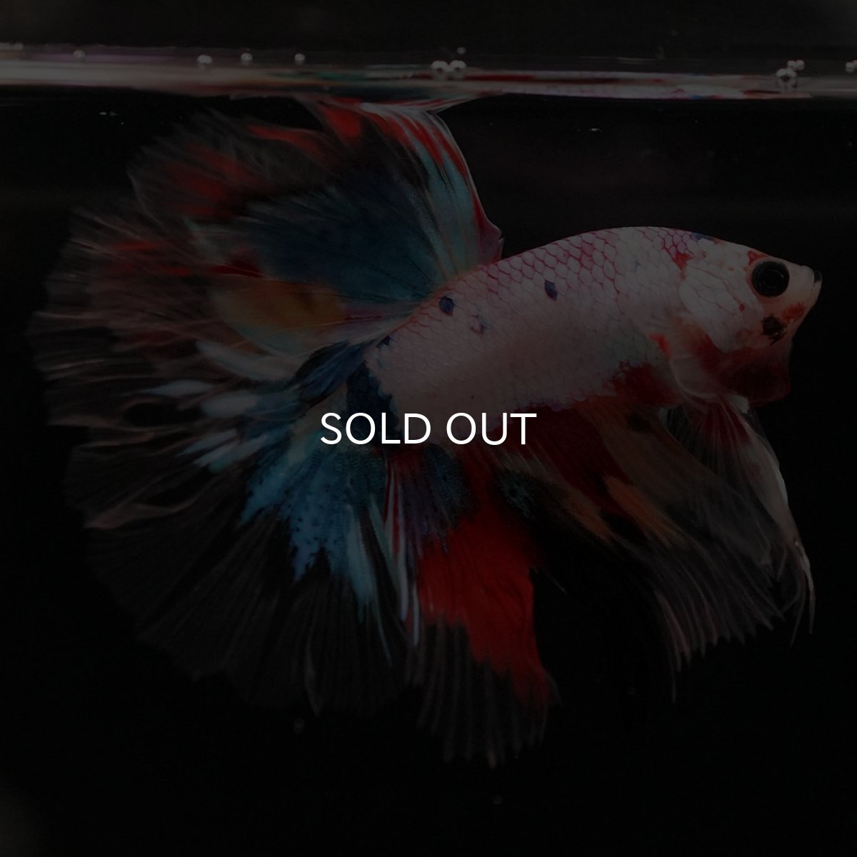 画像6: HM キャンディレインボー クリアフィン (6)