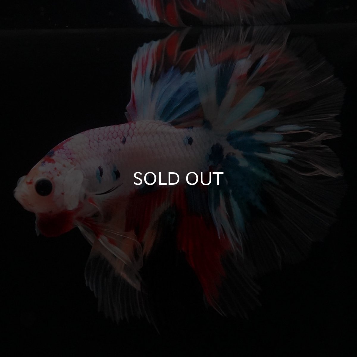 画像7: HM キャンディレインボー クリアフィン (7)