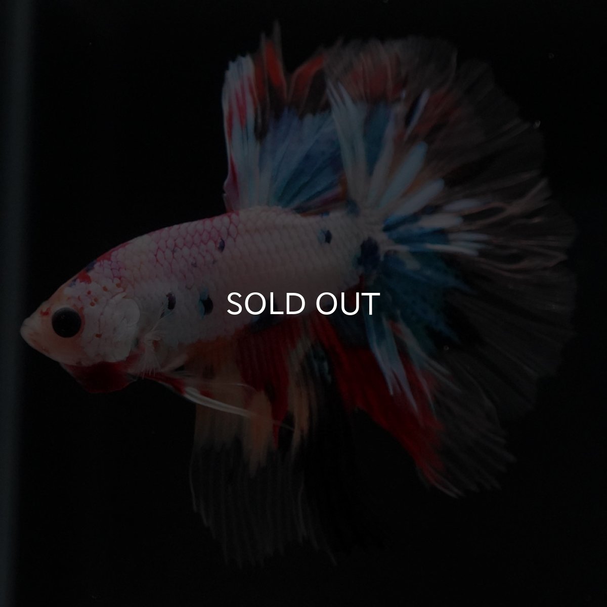 画像8: HM キャンディレインボー クリアフィン (8)