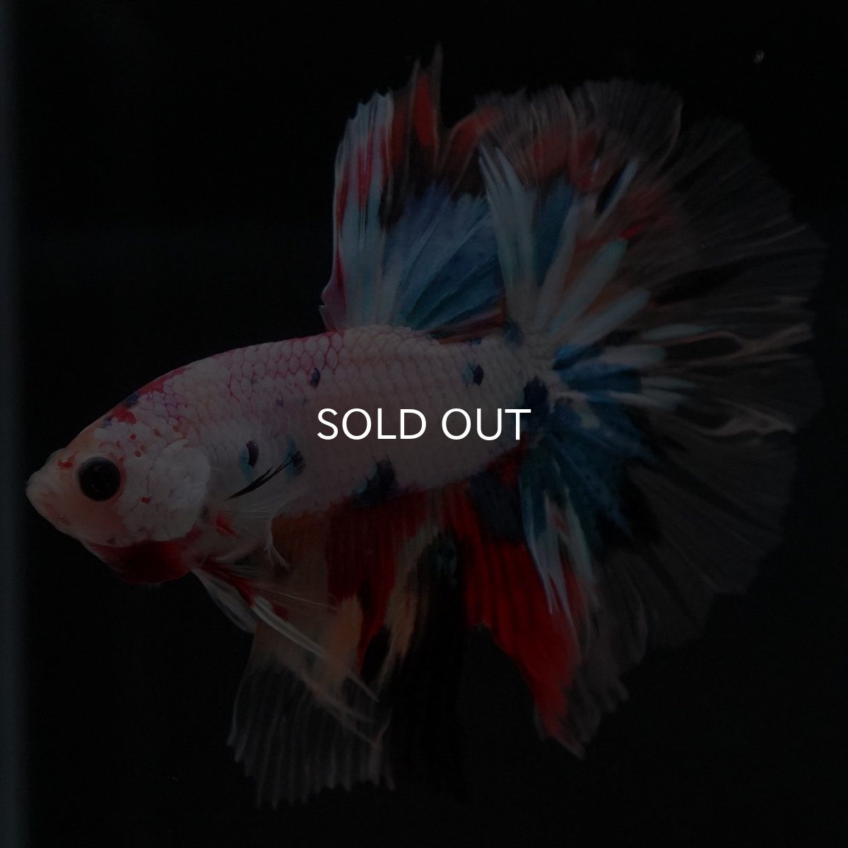 画像5: HM キャンディレインボー クリアフィン (5)