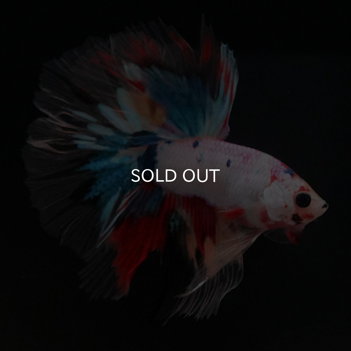 画像4: HM キャンディレインボー クリアフィン (4)