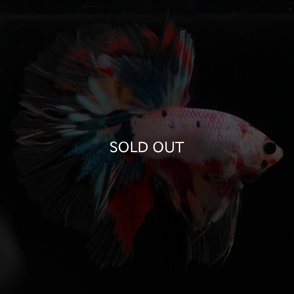 画像2: HM キャンディレインボー クリアフィン (2)