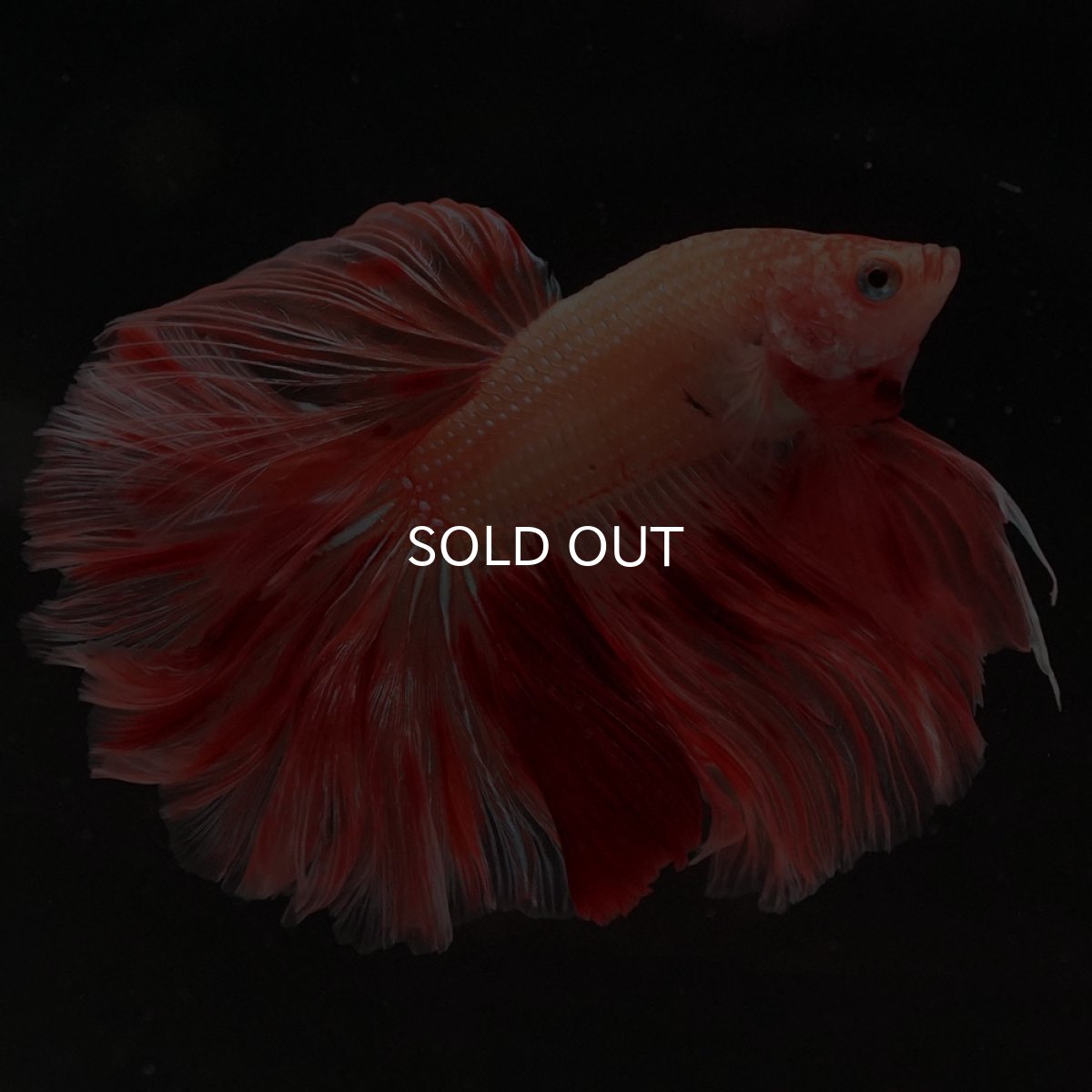 画像2: HM　アルマゲドン　ローズテール (2)