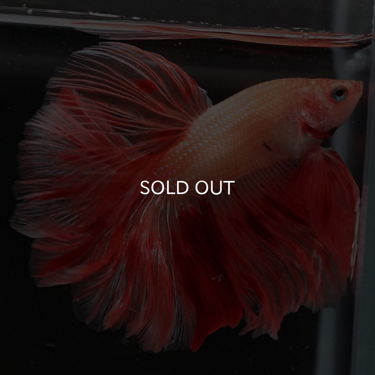 画像4: HM　アルマゲドン　ローズテール (4)