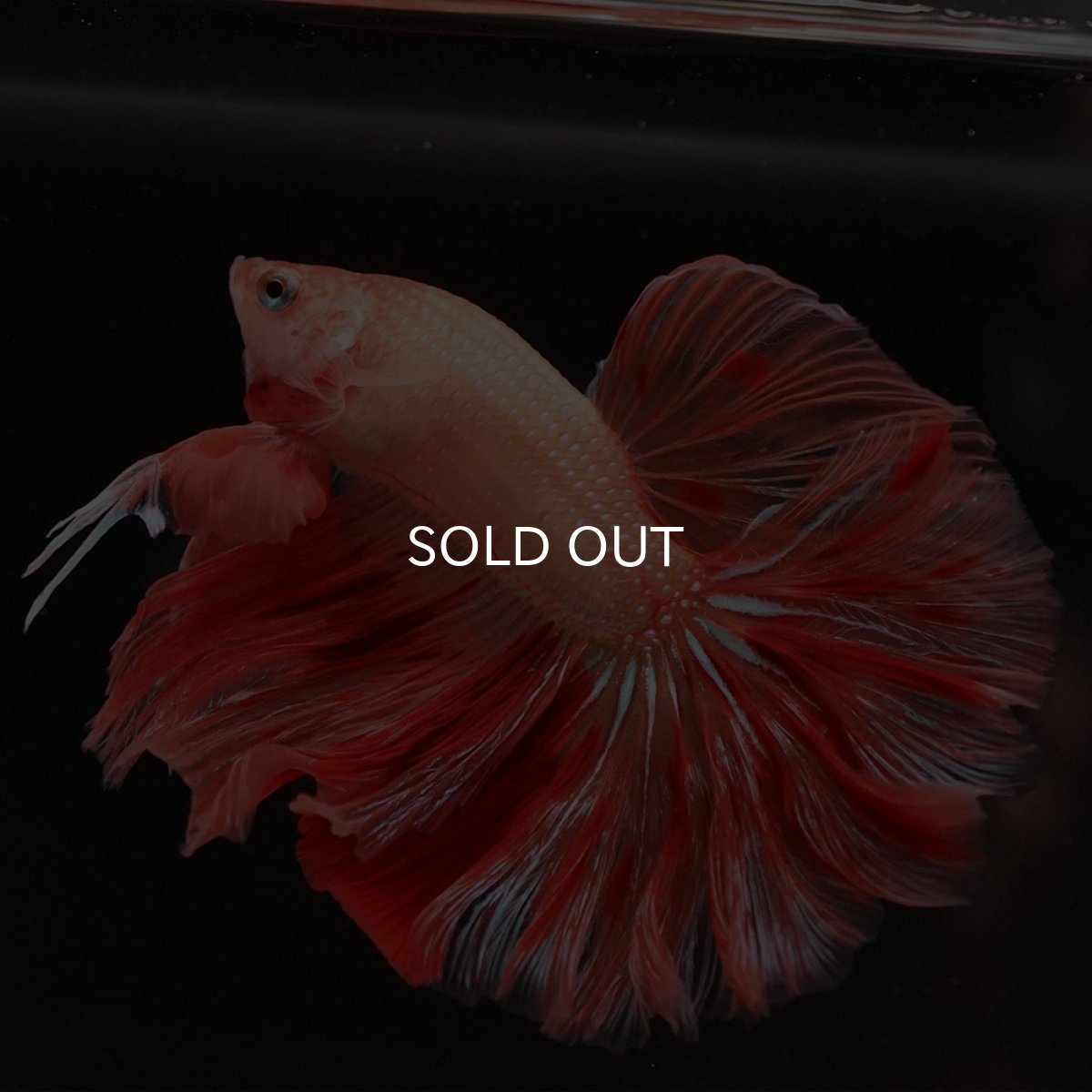 画像5: HM　アルマゲドン　ローズテール (5)