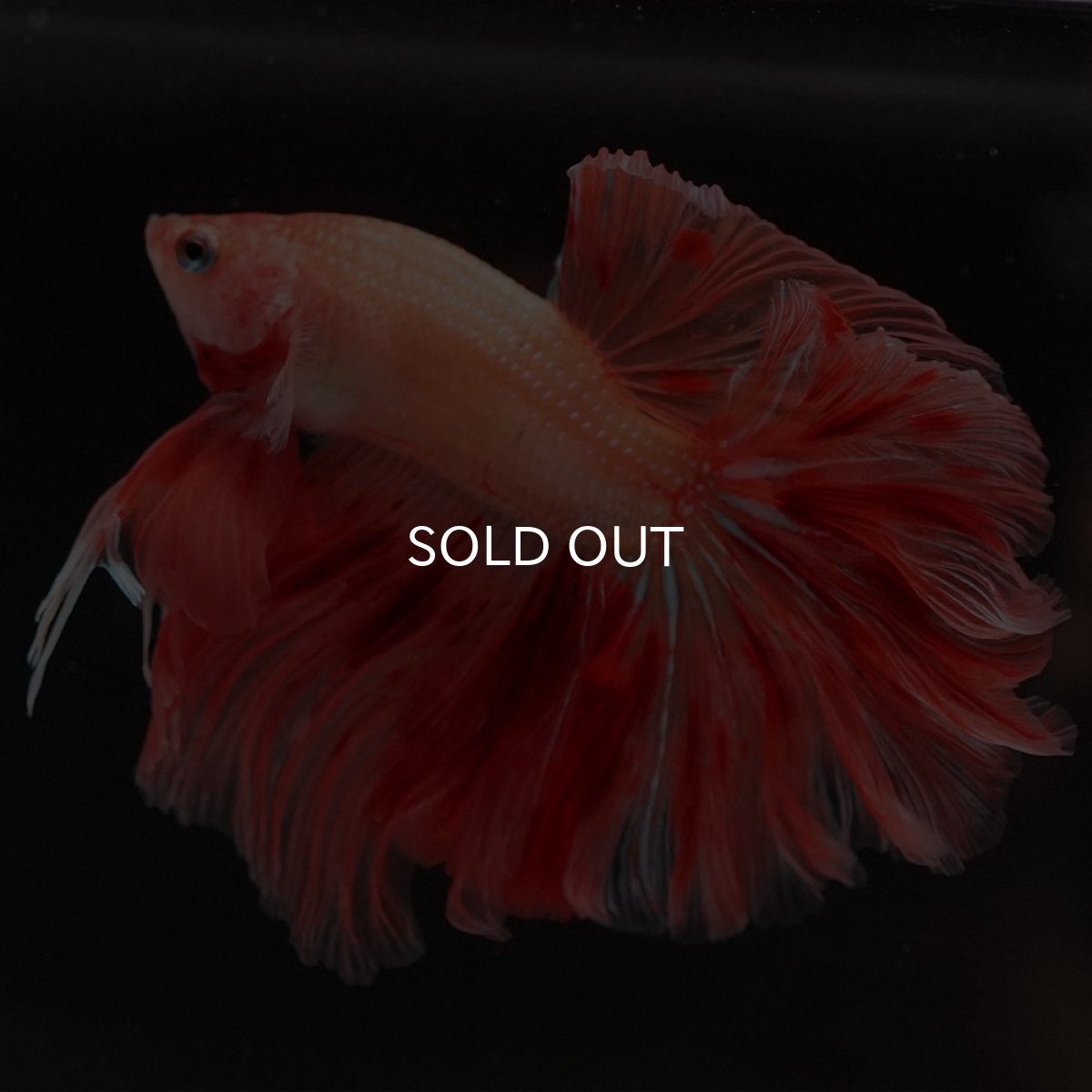 画像3: HM　アルマゲドン　ローズテール (3)