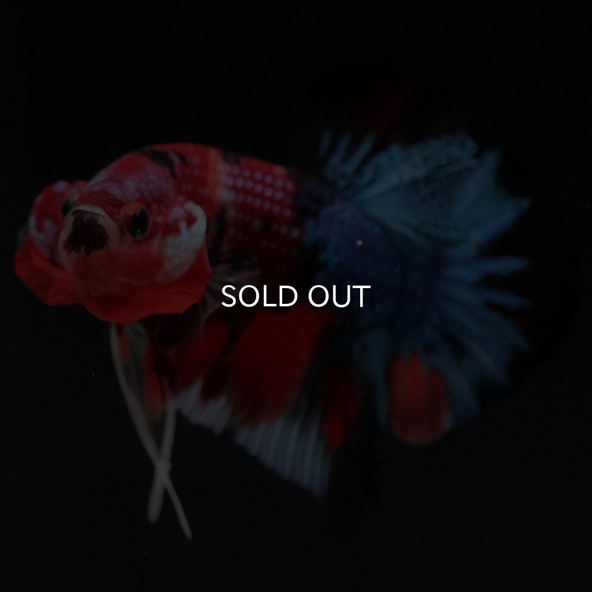 画像11: HMPK キャンディギャラクシー (11)