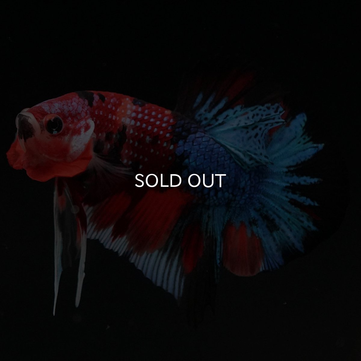 画像6: HMPK キャンディギャラクシー (6)