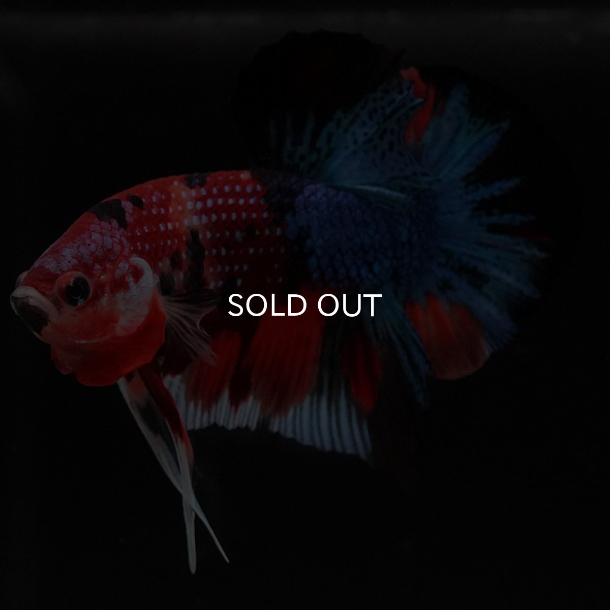 画像4: HMPK キャンディギャラクシー (4)