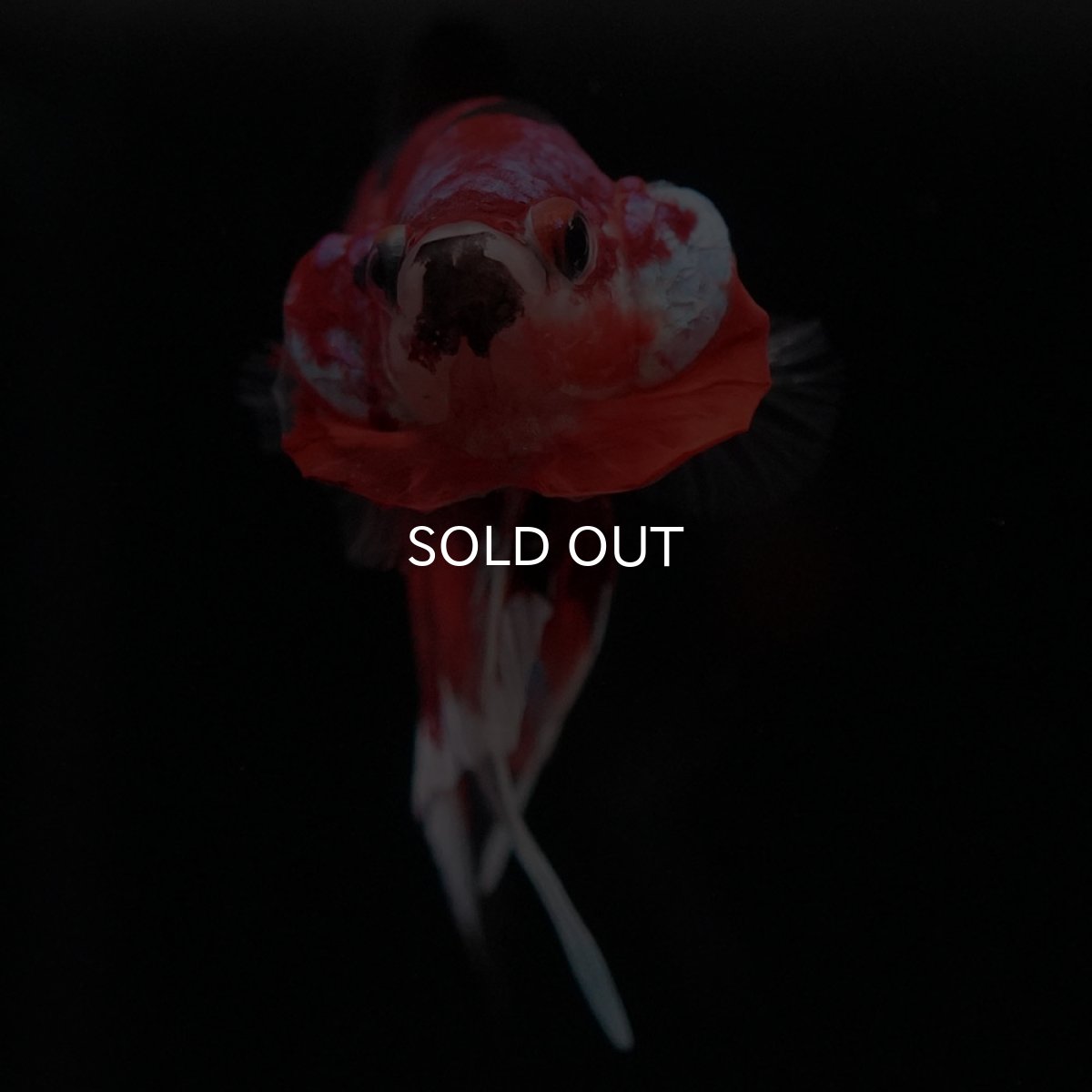 画像3: HMPK キャンディギャラクシー (3)